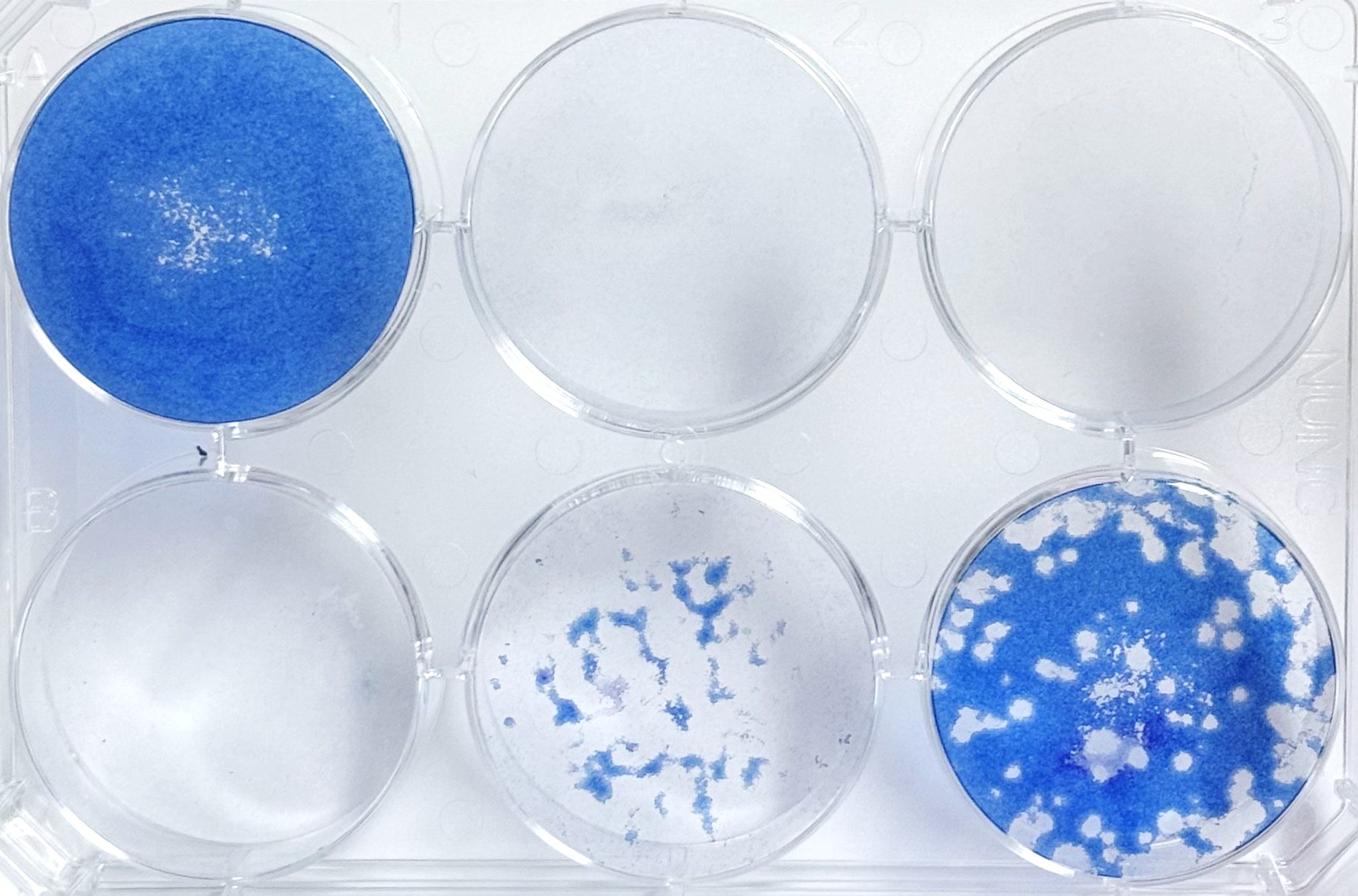 플라크 어세이 Antiviral 억제 비교